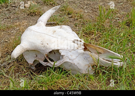 An ox skull lying on the ground Stock Photo