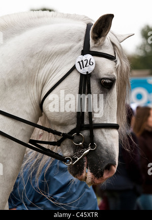 Royal windsor horse show 2010 Stock Photo
