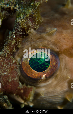 Close up of eye on Orbicular Burrfish, Cyclichthys orbicularis, KBR, Lembeh Strait, Sulawesi, Indonesia. Stock Photo
