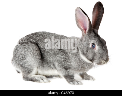 Image of cute grey rabbit isolated over white background Stock Photo