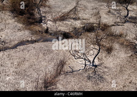 Aerial photograph of the burned Banias national park Stock Photo