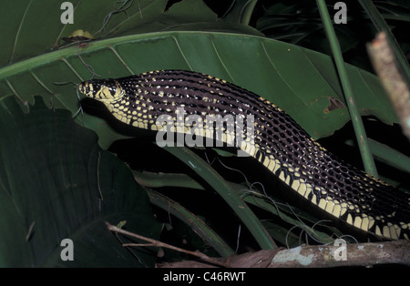 Tiger Rat snake Spilotes pullatus in defensive position, Guatemala, Peten rainforest near Tikal Stock Photo