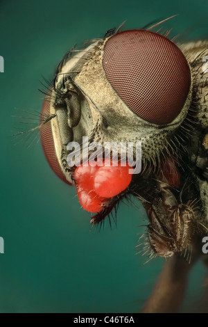 A Musca domestica or house fly showing a severe mite infestion; Stock Photo