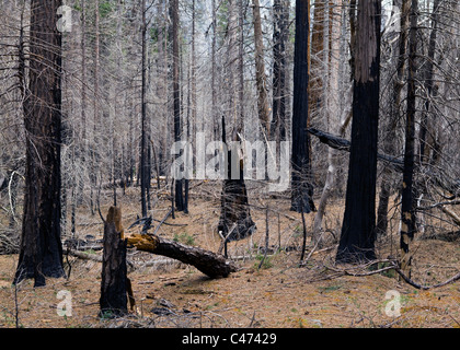 Burned forest of North American Pine trees - Sierra Nevada mountains, California USA Stock Photo