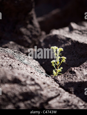 A plant growing out of a thin crack in igneous volcanic rock (lava rock) - California USA Stock Photo