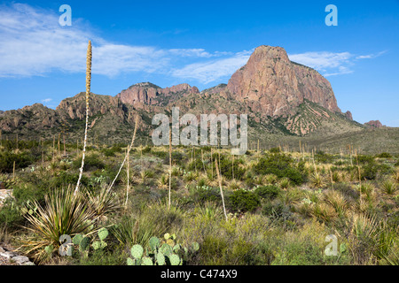 Agave lechuguilla plants in Chihuahuan desert Big Bend National Park Texas USA Stock Photo