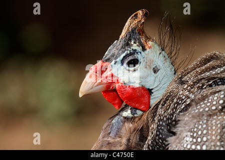 Close-up portrait of a Helmeted guineafowl (Numida meleagris), South Africa Stock Photo