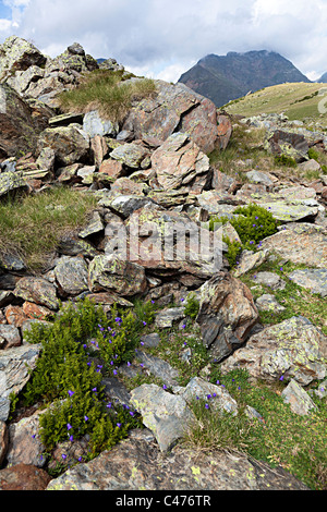 Harebell (Campanula rotundifolia) wildflowers among rocks with lichen in the mountain area of Arcalis Andorra Stock Photo