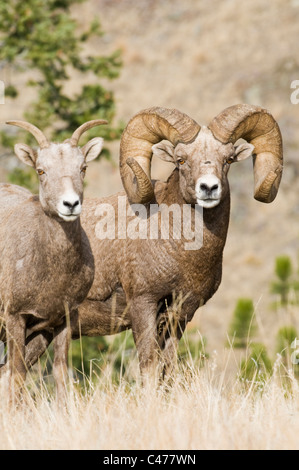 Rocky Mountain bighorn sheep ram (Ovis canadensis canadensis) and ewe during rut on Wildhorse Island in Flathead Lake Montana Stock Photo