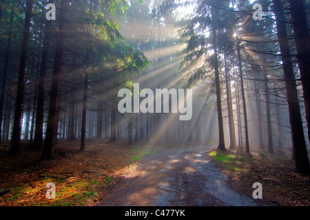 Gift of Light - God beams - image of the coniferous forest early in the morning - early morning fog Stock Photo
