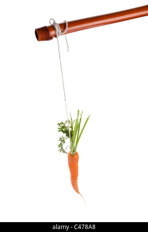 Dangling carrot with white background Stock Photo