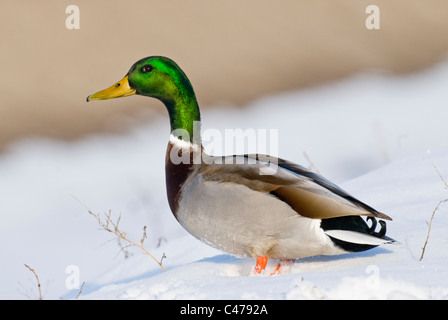 Mallard drake (Anas platyrhynchos) in snow Stock Photo