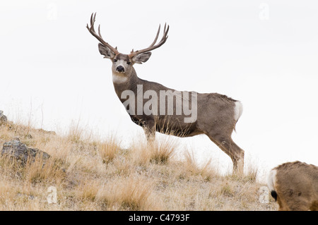 Mule deer (Odocoileus hemionus) buck Stock Photo