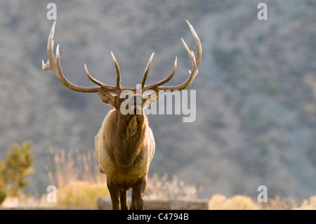 WY, Yellowstone National Park, Bull elk, with antlers in velvet ...