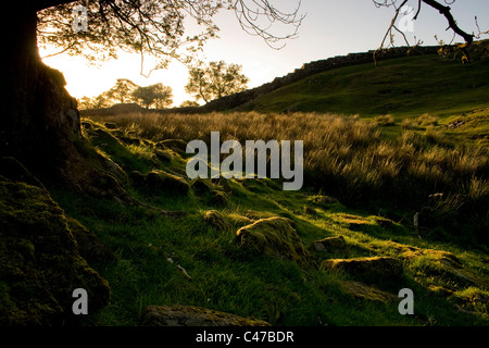 Evening sun on Hadrians Wall at Walltown Crags, Northumberland Stock Photo