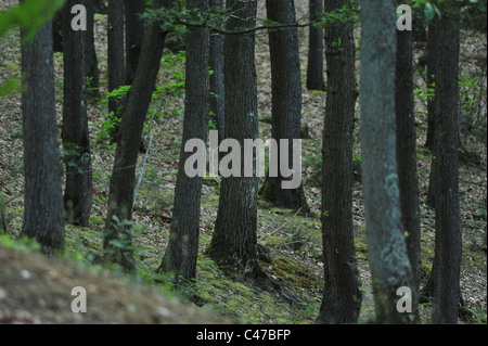 France, Maurepas, Yvelines, forest wood Stock Photo
