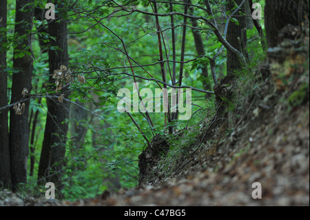 France, Maurepas, Yvelines, forest wood Stock Photo