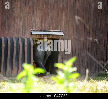 Western Lowland Gorillas in London Zoo. Stock Photo