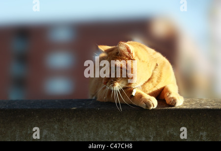 red-haired cat close up Stock Photo