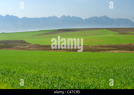 View of agricultural fields and the Langeberg mountain range from the N2 highway in South Africa's Western Cape Province. Stock Photo
