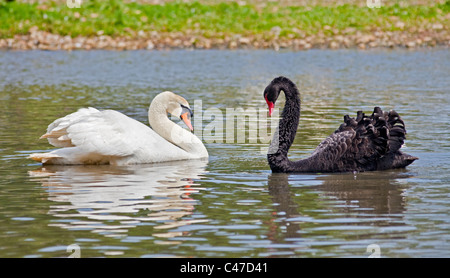 Mute Swan (cygnus olor) and Black Swan (cygnus atratus), UK Stock Photo