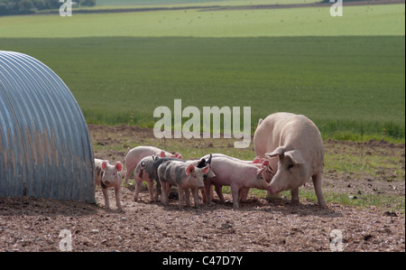 Pigs kept in Free Range Conditions. Sow with Piglets. Stock Photo