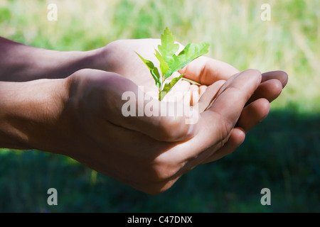 Small green tree oak in human hands Stock Photo