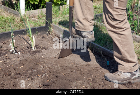 Working on an allotment in London - digging raised bed Stock Photo