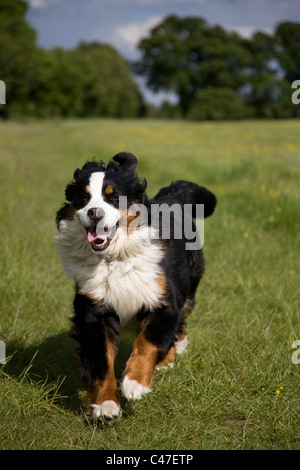 Dog running Stock Photo