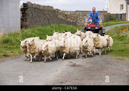 A farmer on quadbike and a sheepdog herding flock of sheep along a country road from a farm. Melby, Sandness, Shetland Islands, Scotland, UK, Britain