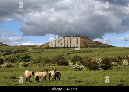 Hen Cloud in The Roaches, stunning gritstone outcrop in the Staffordshire Moorlands. Peak District. England, Great Britain Stock Photo