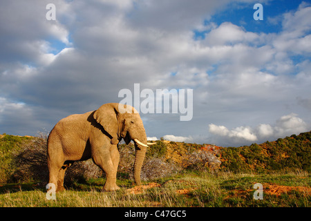 A lone African Bull Elephant feeding in a pristine landscape under a cloudy yet sunny sky. Stock Photo