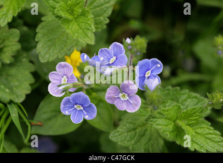 Germander Speedwell Flowers, Veronica chamaedrys, Scrophulariaceae. Also Known as Cats Eye. Stock Photo
