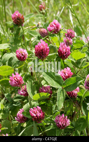 Red Clover, Trifolium pratense, Fabaceae (Leguminosae). Stock Photo