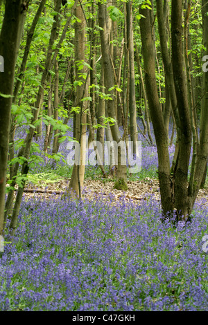 Bluebells, Hyacinthoides non-scripta (syn. Endymion non-scriptum, Scilla non-scripta), Whippendell Woods, Hertfordshire, UK Stock Photo