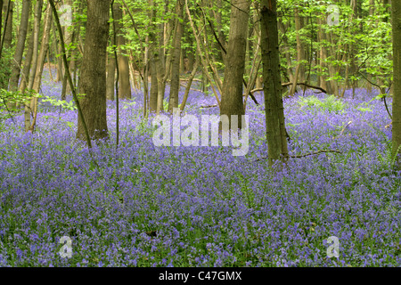 Bluebells, Hyacinthoides non-scripta (syn. Endymion non-scriptum, Scilla non-scripta), Whippendell Woods, Hertfordshire, UK Stock Photo