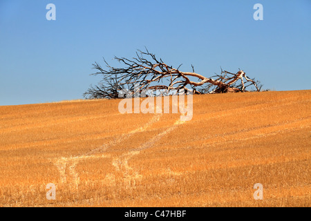 Fallen dead tree on farmland, Calingiri Western Australia Stock Photo