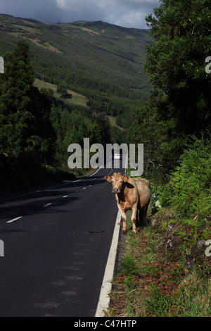 A cow on the berm of a country road, near São Roque do Pico, Pico Island, Azores, Portugal Stock Photo