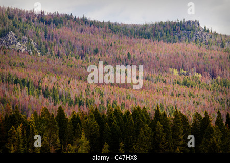 The top of MacDonald Pass at the Continental Divide near Helena, Montana, shows damage from the mountain pine beetle. Stock Photo