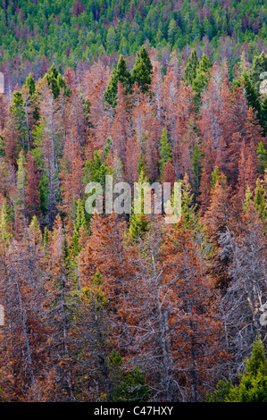 The top of MacDonald Pass at the Continental Divide near Helena, Montana, shows damage from the mountain pine beetle. Stock Photo