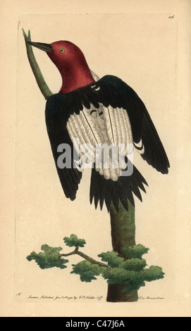 Red-headed woodpecker, Melanerpes erythrocephalus. Stock Photo
