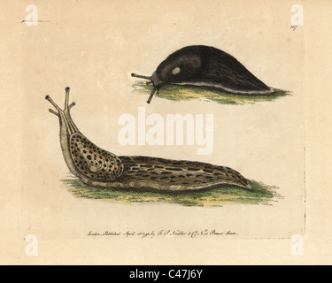 Black slug, great slug, Arion ater, Limax maximus. Stock Photo