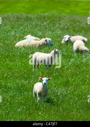 Sheep Grazing in Green Grass Field Meadow UK Stock Photo - Alamy