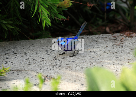 Blue Fairy Wren ( Malarus cyaneus ) standing on a strand of fence wire , Southwest Australia Stock Photo