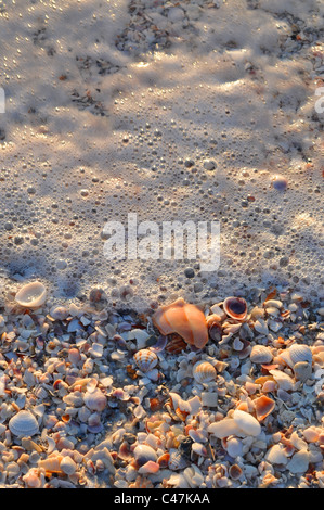 Seashells in the Surf Stock Photo