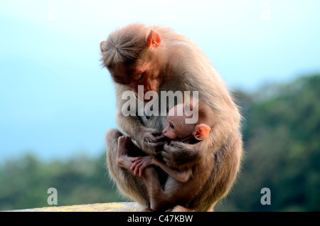 Mother monkey milk feeding the baby monkey Stock Photo