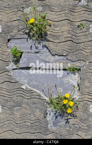 Dandelions and growing on a wall of a ruined building in Dinorwig slate mine, Snowdonia, North Wales, UK Stock Photo