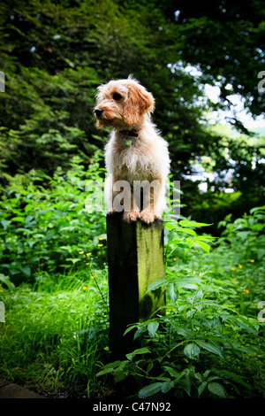 Cockapoo Puppy Dog balanced on a woodland post Stock Photo