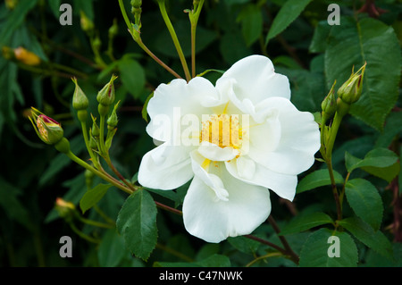 Rosa Alba Semi-Plena - also known as The White Rose of York. Stock Photo