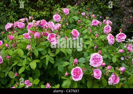 Rosa Gertrude Jekyll  ( Ausbord ) - mid-pink coloured English shrub rose. Stock Photo